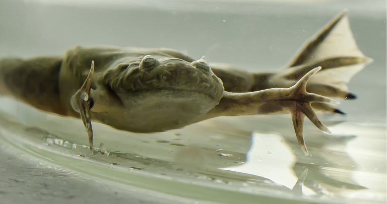 African clawed frog sex determination challenges prevailing theory