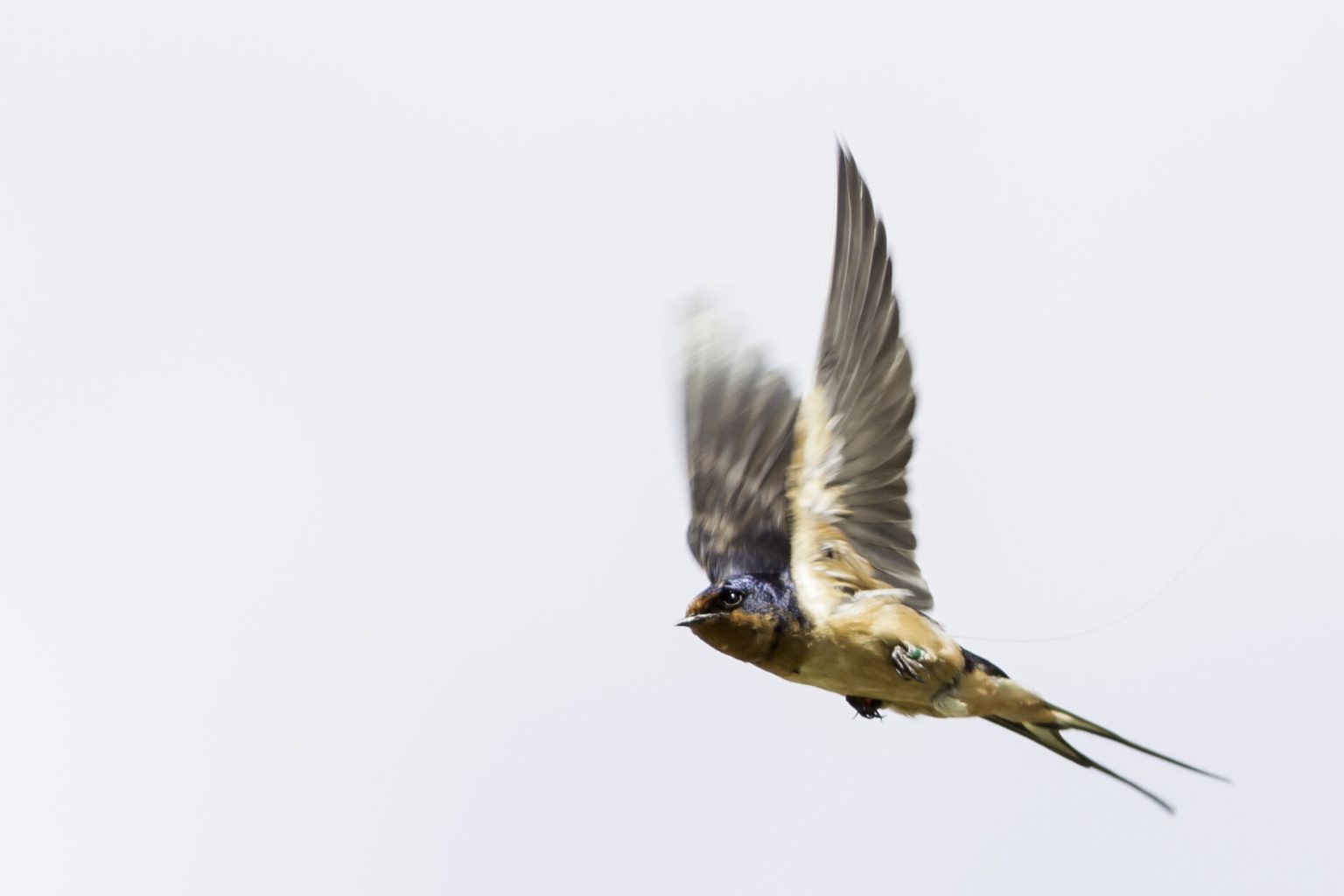 Barn swallow research offers real-time insight on how new species form