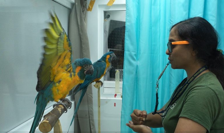 Blue-throated macaws have advanced motor imitation capabilities, study shows