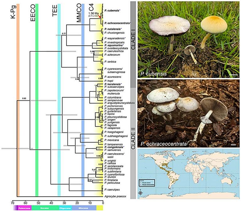 Closest relative of ‘magic mushroom’ discovered in Africa