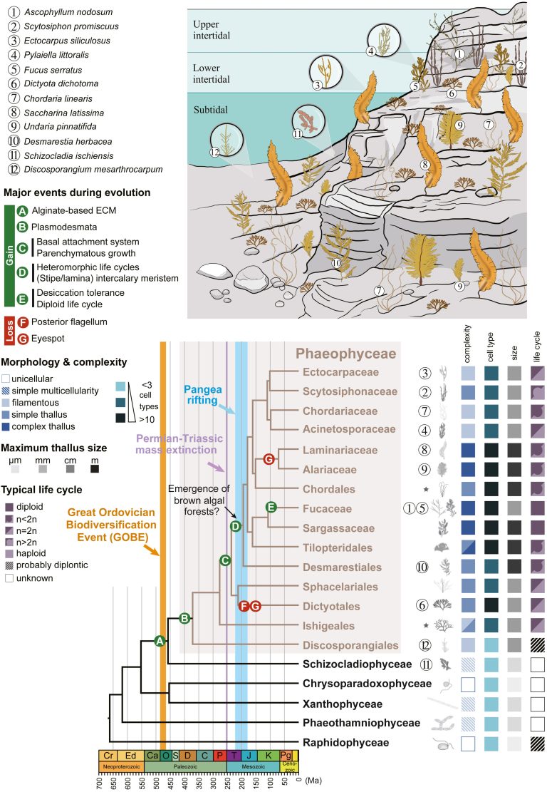 Comprehensive analysis reveals hidden genomic evolution of brown algae