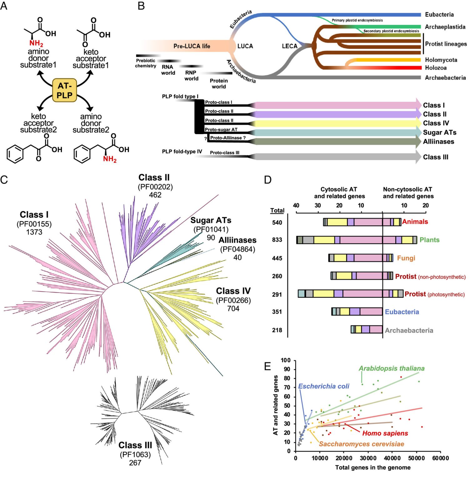 Enzymes evolved mix-and-match characteristics to shape nitrogen metabolism diversity across the planet