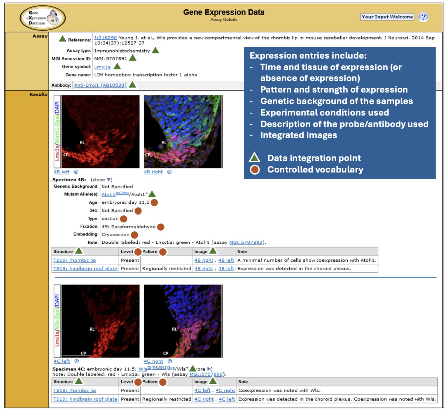 Featured Resource: Gene Expression Database (GXD)