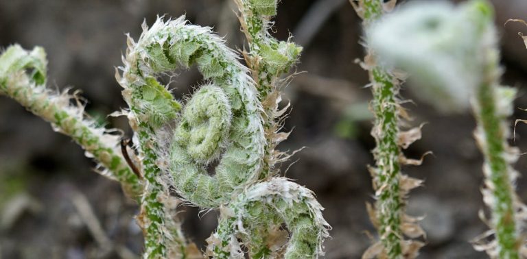 Ferns’ ability to evolve ‘backward’ offers insights into the meandering path of evolution