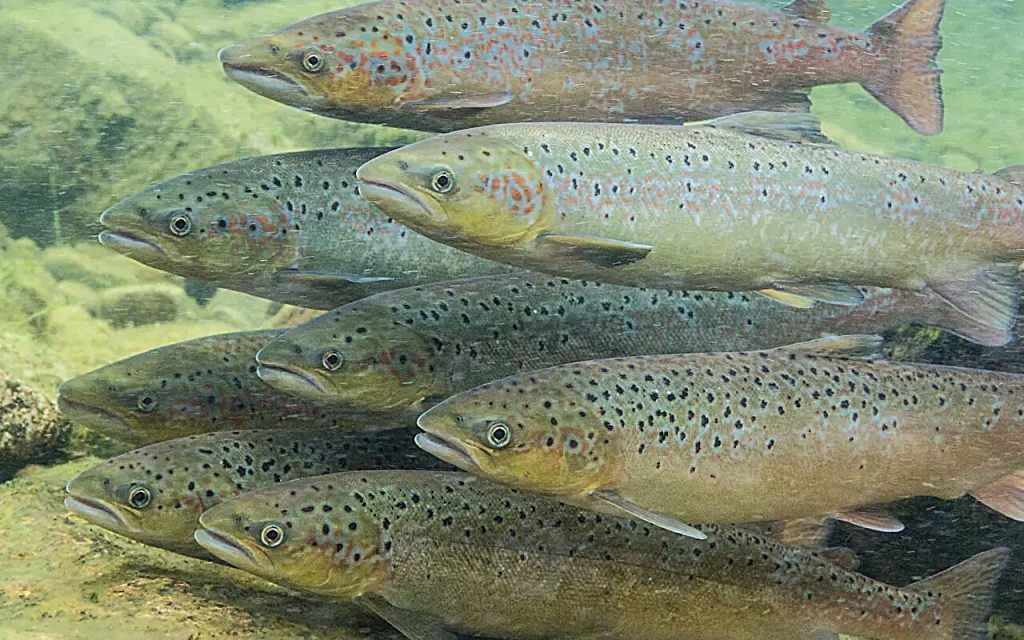 Gene discovery unlocks secrets of salmon puberty and evolution