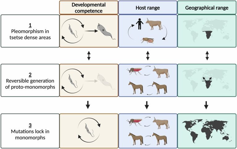 Genetic mutations in parasites may lead to global spread of sleeping sickness