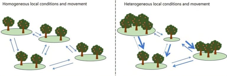 Heterogeneous host populations drive evolution of more virulent pathogens, modeling study shows