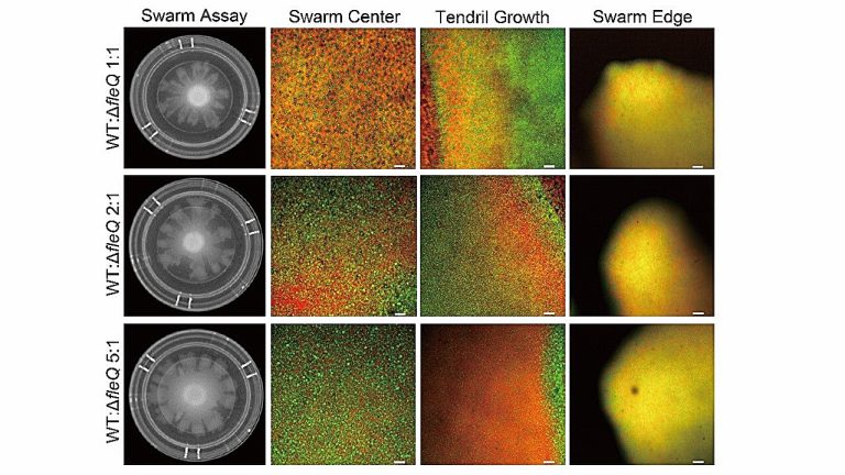 How bacteria evolve by shedding their ‘wheels’