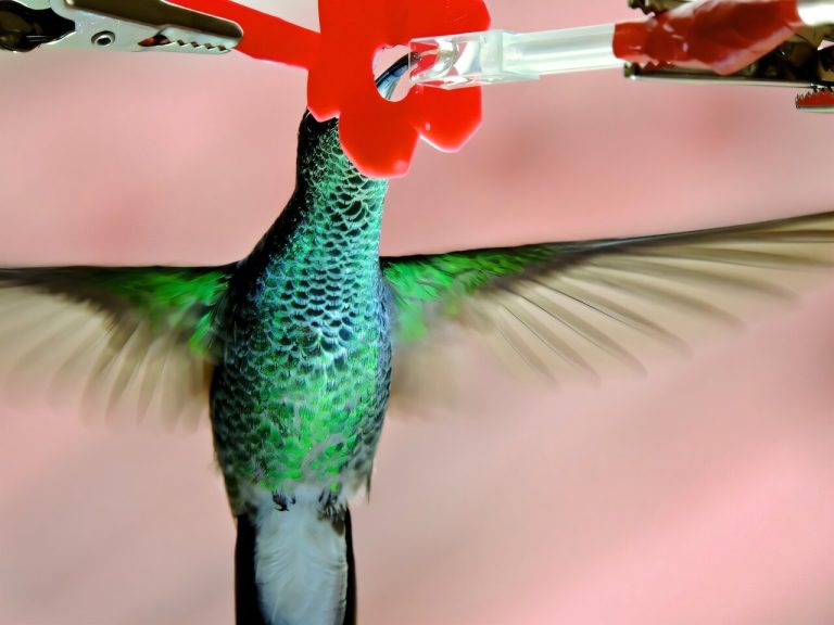 Hummingbirds evolved surprisingly flexible bills to help them drink nectar