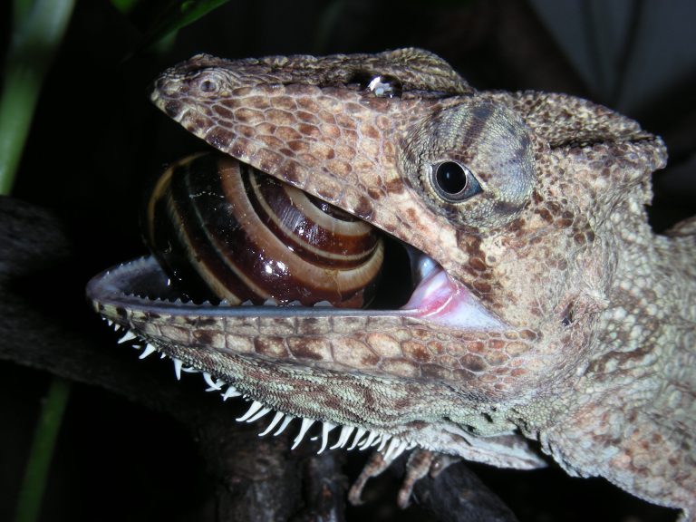 Morphology study highlights diverse jaw evolution in lizards and snakes