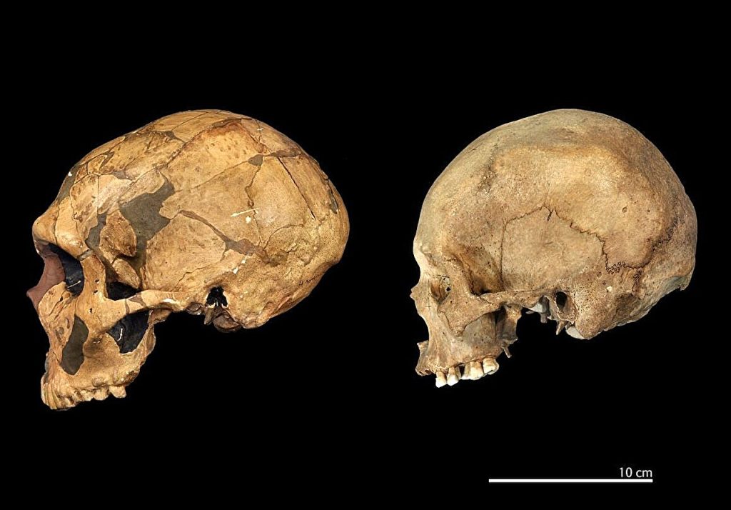 Neanderthals and modern humans must be classed as separate species to best track our origins, study claims