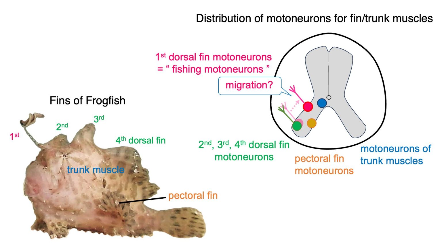 Neuronal adaptations shed light on anglerfish hunting behavior