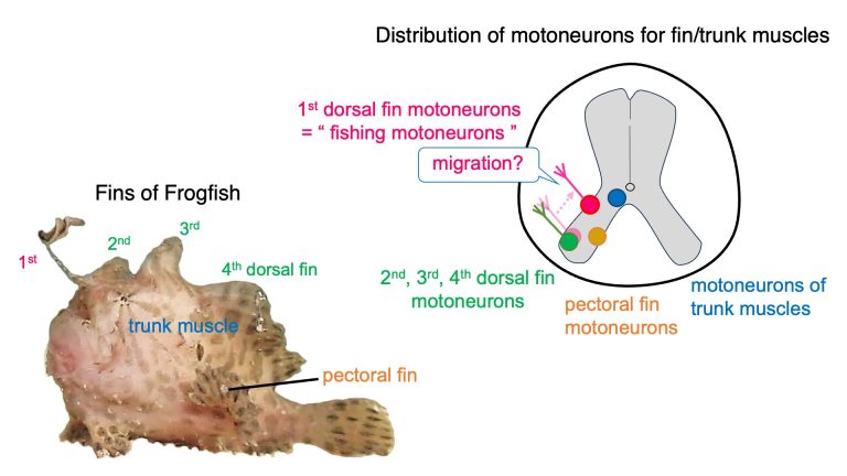 Neuronal adaptations shed light on anglerfish hunting behavior