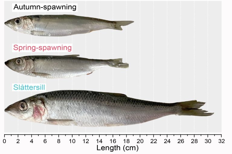 New study documents evolution of fast-growing, fish-eating herring in Baltic Sea