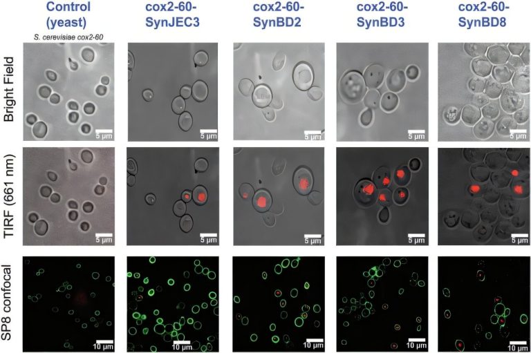 Organelles may have emerged as energy producers before switching to carbon assimilation