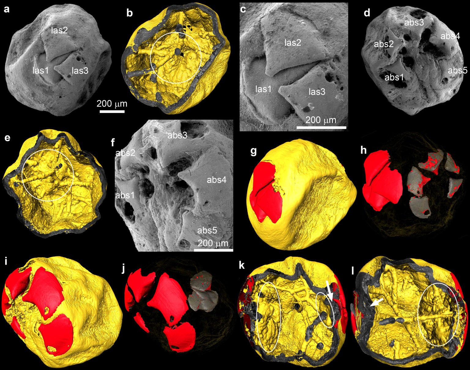 Rare fossil embryos show early Ecdysozoa development in Cambrian era