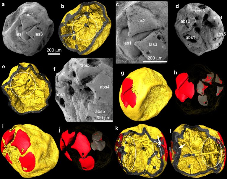 Rare fossil embryos show early Ecdysozoa development in Cambrian era