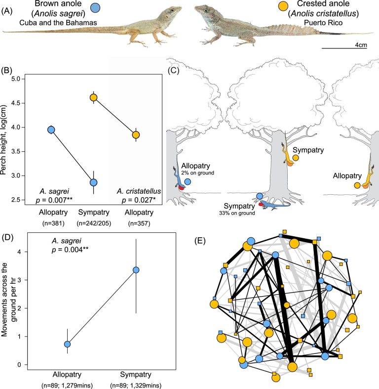 Scientists witness evolution in action when two lizard species meet for the first time