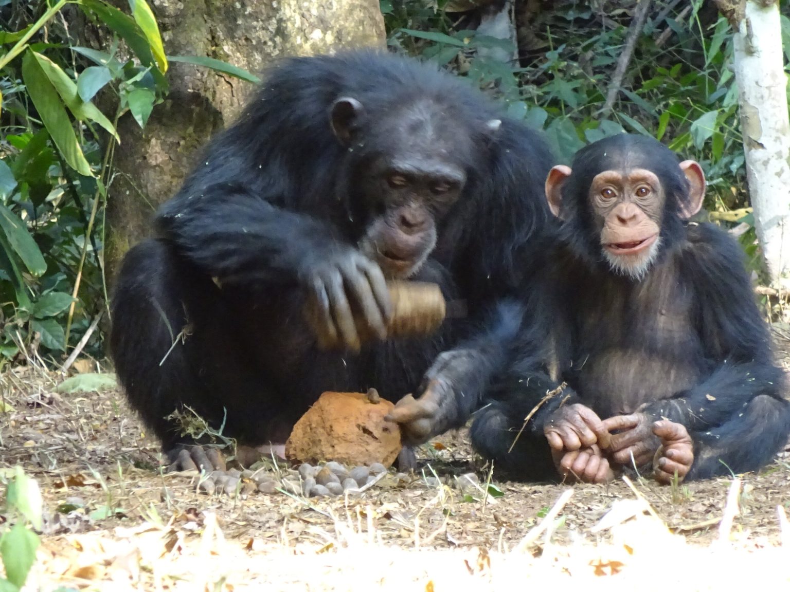 Study shows chimpanzees perform the same complex behaviors that have brought humans success