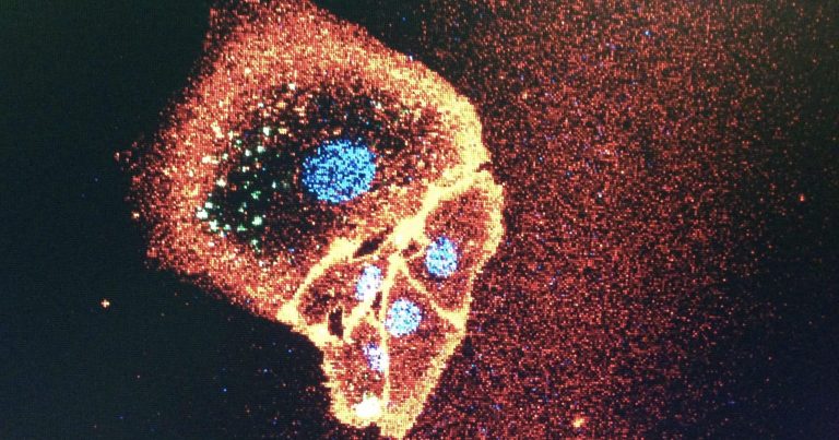 The Cell Division Challenge to Evolution