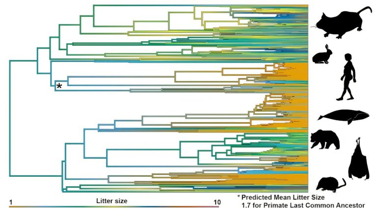 Twins were the norm for our ancient primate ancestors—one baby at a time had evolutionary advantages