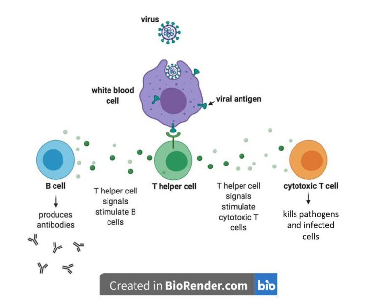 Why Don’t We Have an HIV Vaccine?