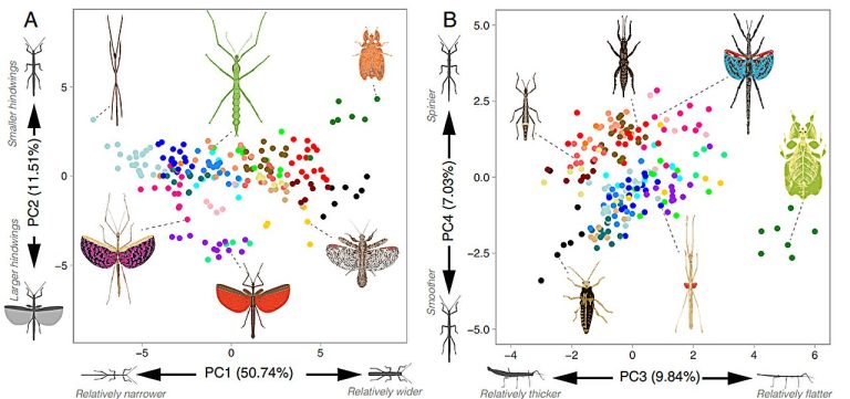 stick and leaf insects share 20 body features