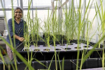 Advancements in Rice Breeding for Enhanced Resilience to Nighttime Stress