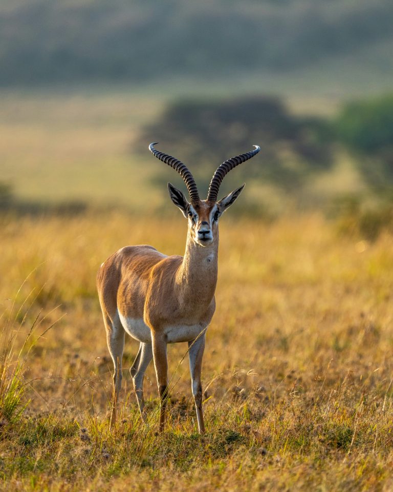 Azraq Basin fossils reveal mammals shrank during Pleistocene-Holocene climate shift