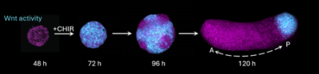 Behind the paper: “Recording morphogen signals reveals origins of gastruloid symmetry breaking”