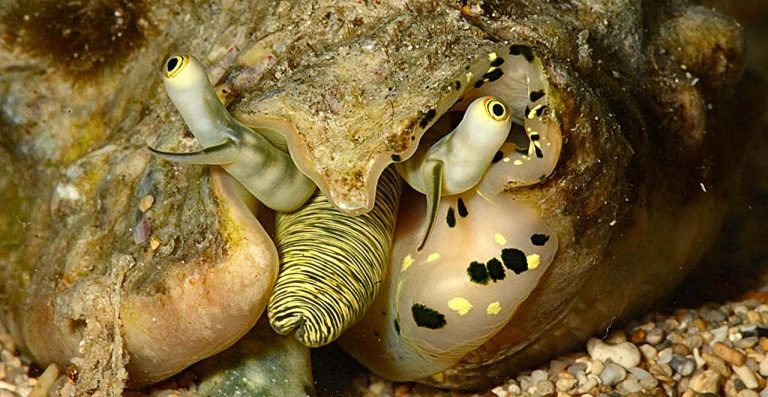 Big-eyed conch snails use vision to jump away from predators