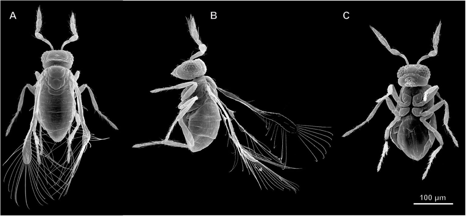 Brain Miniaturization in Some Very Small Insects