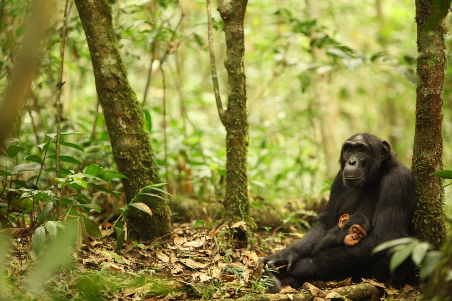 Chimpanzees are genetically adapted to local habitats and infections such as malaria, research reveals