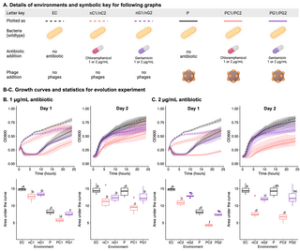 Chloramphenicol and gentamicin reduce the evolution of resistance to phage ΦX174 by suppressing a subset of E. coli LPS mutants