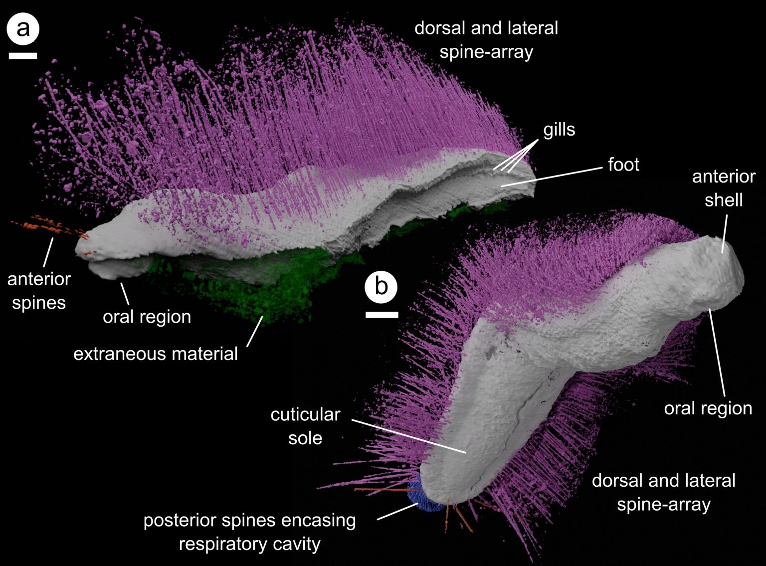 Discovery of ‘Punk’ and ‘Emo’ fossils challenges our understanding of ancient mollusks