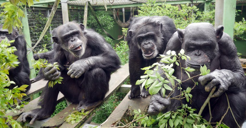 Do Chimps Who Pee Together Stay Together?