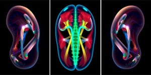 Ear Muscles Thought Dormant in Humans Activate During