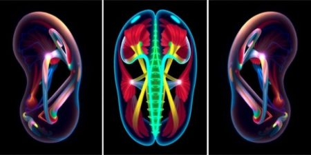 Ear Muscles Thought Dormant in Humans Activate During