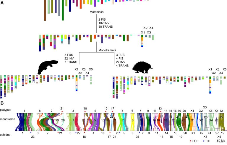 Echidna genome study unravels the events leading to multiple sex chromosomes