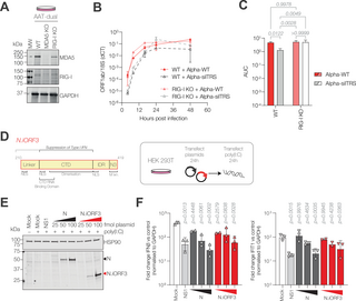 Emergence of SARS-CoV-2 subgenomic RNAs that enhance viral fitness and immune evasion