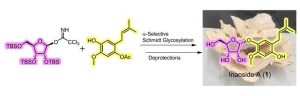 Exploring New Horizons in Organic Chemistry: Synthesis of a Promising