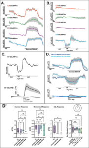 Food hardness preference reveals multisensory contributions of fly larval gustatory organs in behaviour and physiology