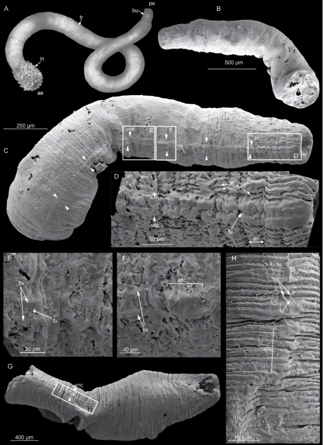 Fossil discovery sheds light on the early evolution of animal nervous systems