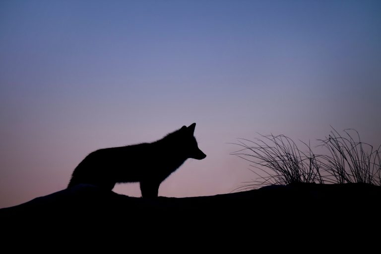 Genetic study suggests city life is shaping coyote evolution