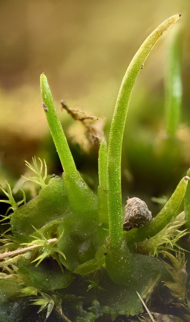 Hornwort genomes provide clues on how plants conquered the land