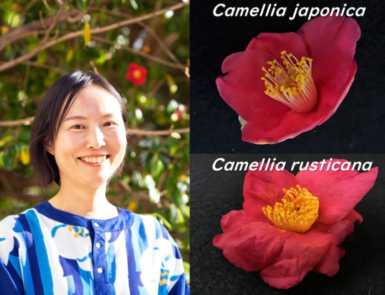 How Camellias evolved with the formation of the Japanese archipelago