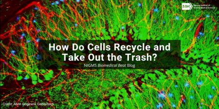 How Do Cells Recycle and Take Out the Trash? – Biomedical Beat Blog – National Institute of General Medical Sciences