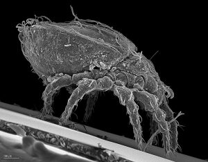 How asexual mites generate genetic diversity and ensure survival