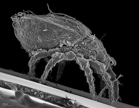 How asexual mites generate genetic diversity and ensure survival