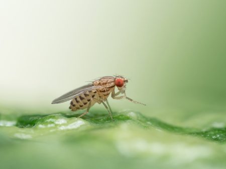 How evolutionary adaptations enable a fruit fly to detect and thrive on toxic food sources